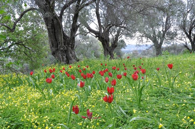 Znameniti rdeči tulipani v oljčniku. (foto: A.P.)