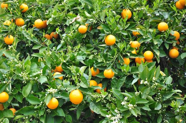 Gaj pomarančevcev. (foto: A.P.)
