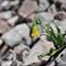 Drobna rumena logarica s pobočja Pelinnea (Fritillaria pelinea) (foto: A.P.)
