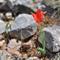 Miniaturna Tulipa undulatifolia. (foto: A.P.)