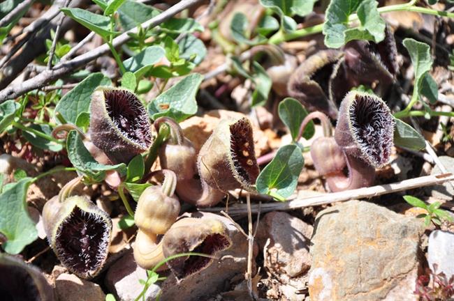 Smrdljivi podraščec (Aristolochia hirta) (fioto: A.P.)
