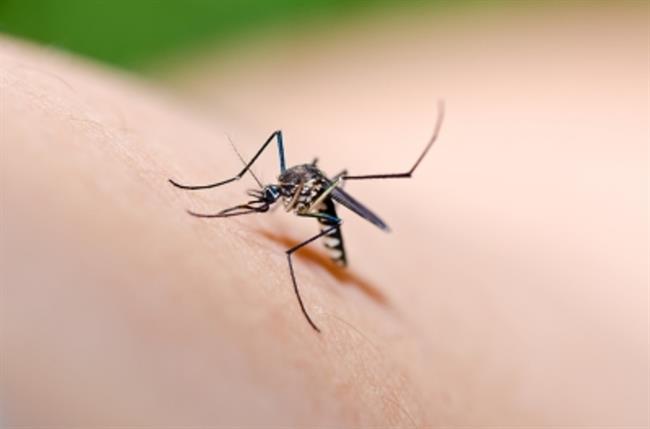 Komarji ne marajo vetra. (foto: FreeDigitalPhotos.net)