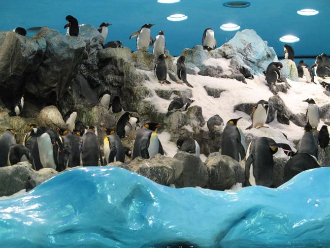 Pingvini in zima. (foto: osebni arhiv)