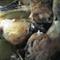 Pečena piščančja bedra (foto: M.M.)