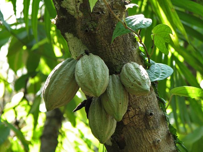 Kakavova zrna vsebujejo največ antioksidantov. (foto: www.sxc.hu)