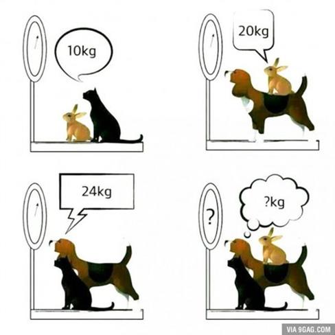 Koliko skupaj tehtajo pes, mačka in zajec?