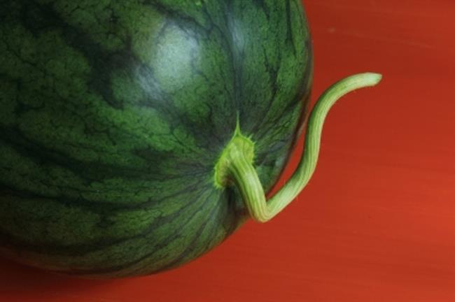 Tudi olupki lubenice so zdravilni. (foto: FreeDigitalPhotos.net)