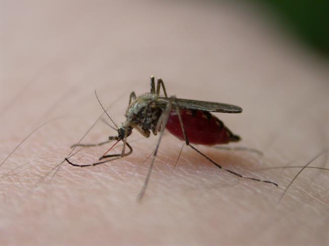 Odženite komarje z naravnim receptom. (foto: freeimages.com)