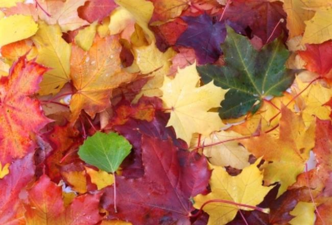 Kaj prinaša barvita jesen? (foto: FreeDigitalPhotos.net)