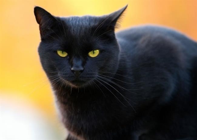 Posvojite črno mačko. (foto: FreeDigitalPhotos.net)