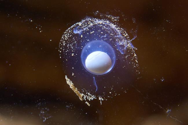 Jajčece človeške ribice (foto:  Iztok Medja za Postojnsko jamo d.d.)