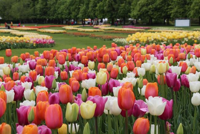 Vabljeni na razstavo tulipanov. (foto: Arboretum)