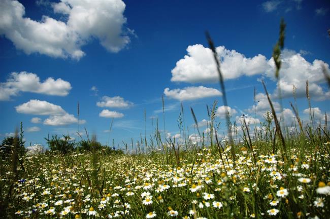 V pomladnih mesecih lahko alergijo povzroči cvetni prah. (foto: freeimages.com)