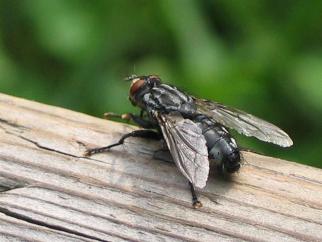 Z nenavadnim trikom odženite muhe. (foto: freeimages.com)