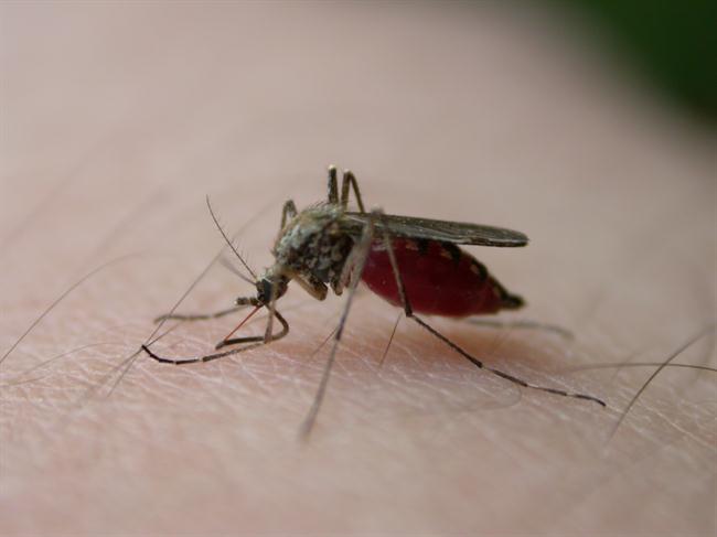 Zaščitite se pred komarji in klopi na naraven način. (foto: www.sxc.hu)