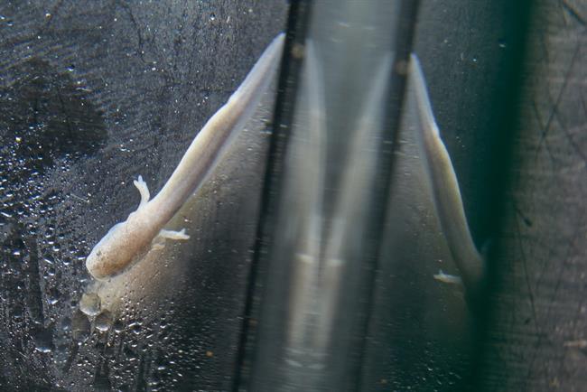 Ličinke človeške ribice (foto: Iztok Medja)