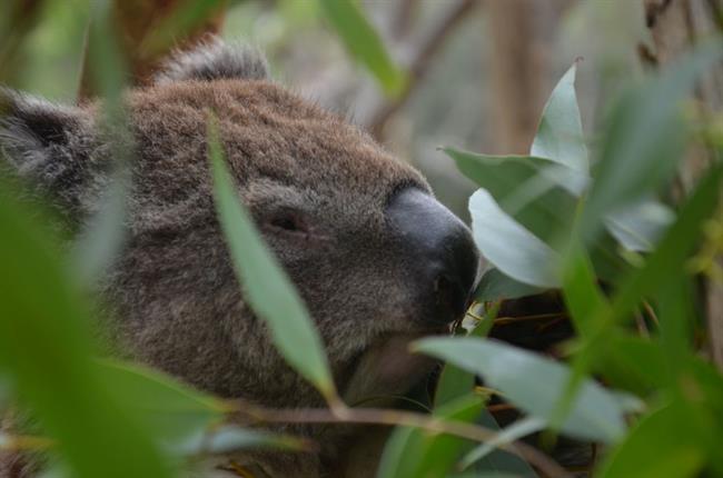 Koala v rezervatu (foto: Branko P)