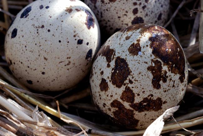 Prepeličja jajca zdravijo mnoge bolezni. (foto: freeimages.com)