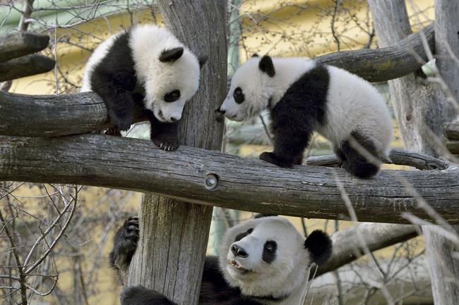 Na Dunaju se lahko pohvalijo z mladičema pande. (foto: Dunajski živalski vrt)