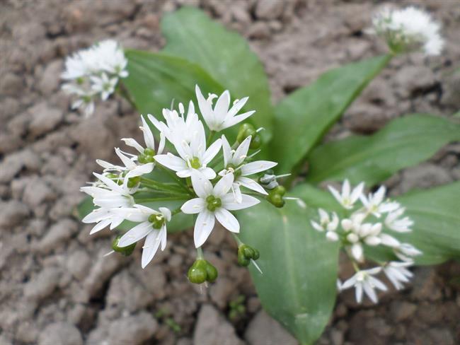 Čemaž je ena najbolj zdravilnih pomladnih rastlin. (foto: freeimages.com)