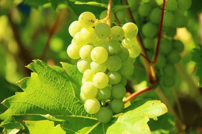 Listi vinske trte so izredno zdravilni. (foto: pexels.com)