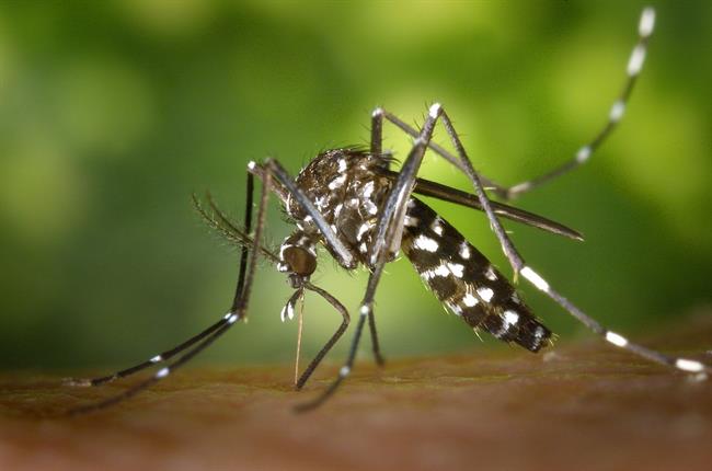 Z naravno mešanico se lahko znebite komarjev in drugih insektov. (foto: pexels.com)