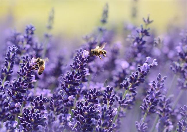 Če ste alergični na pik čebele, morate hitro do zdravnika. (foto: pexels.com)