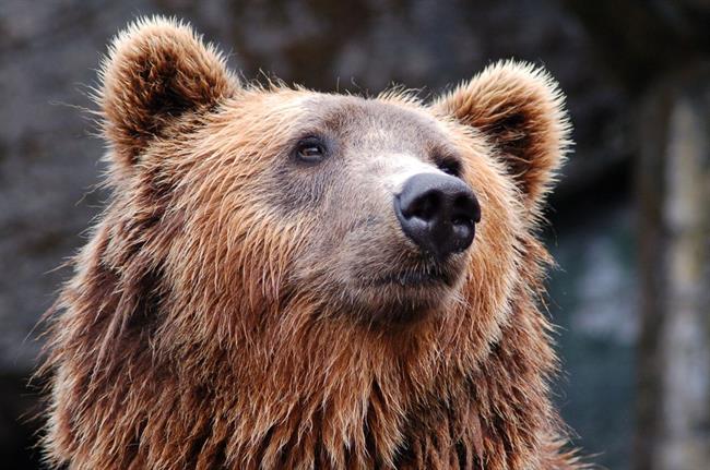 Kdo je večja zver? Medved ali človek? (foto: pexels.com)