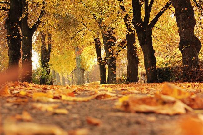 Kaj nam prinaša oktober? (foto: pexels.com)