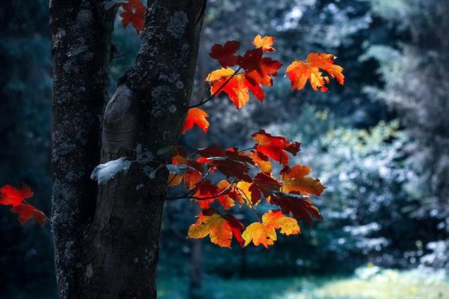 Jesen ... (foto: pexels.com)