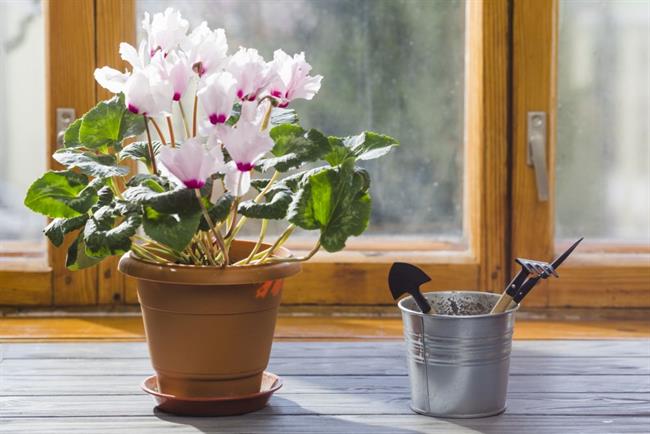 S starim vrtnarskim trikom bodo vaše lončnice cvetele lepše. (foto: freepik.com)