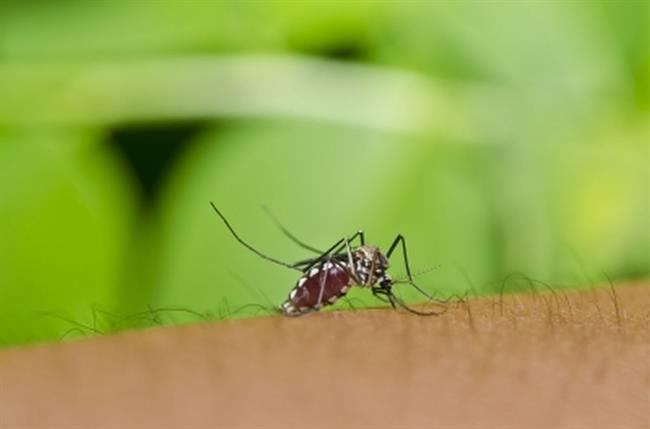Česen odganja komarje. (foto: pixabay.com)