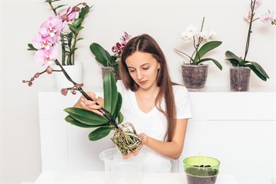 Feng shui: 4 rastline, ki vas bodo zasule z ljubeznijo in denarjem