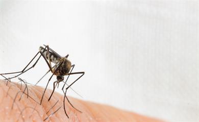 Trik, ki odpravi komarje, mravlje, molje in druge insekte v hipu!