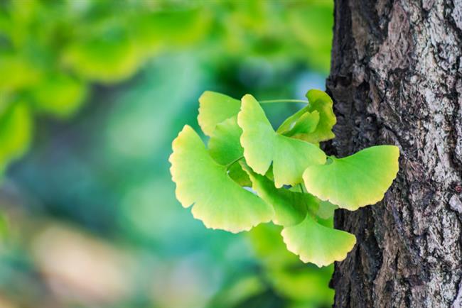 Ginko biloba – izboljšuje spomin, krepi možgane, lajša depresijo, niža krvni tlak