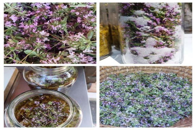 Recept: Timijanov sirup z medom