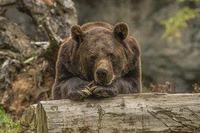 Na medvedji vikend se brezplačno zapeljite do ZOO Ljubljana 