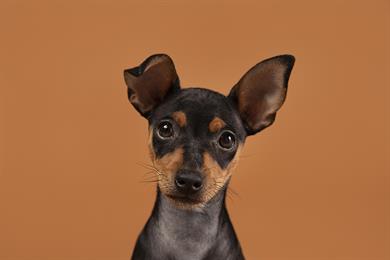 Zakaj pes nagne glavo, ko govorimo z njim?