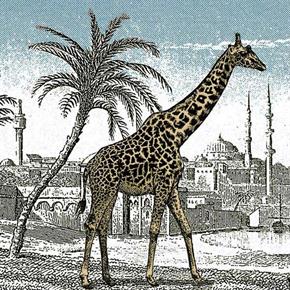 Test inteligence: Koliko žiraf najdete na fotografiji?