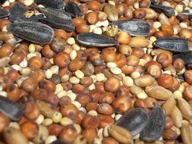Zakaj bi morali vsak dan pojesti eno žlico teh semen?