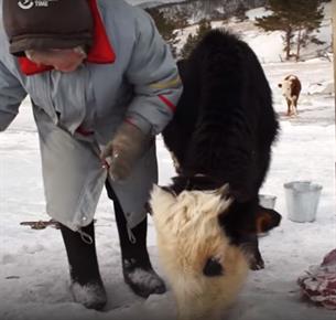 76-letnica in kravice so našle srečo v ledeni osami