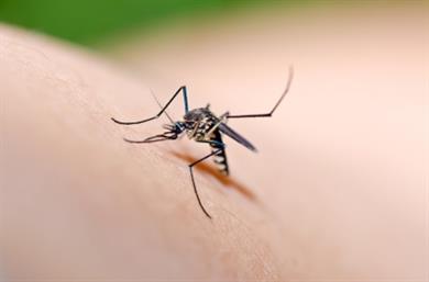 Super nasvet: Tako boste ublažili pike komarjev