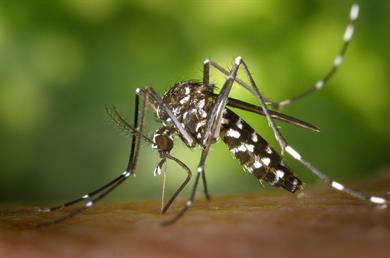 Naredite sami: Naravni recept, ki takoj odpravi muhe, komarje in ostale insekte