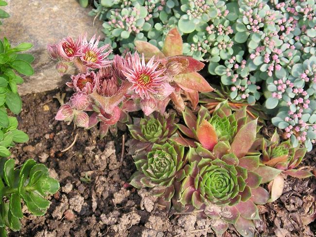 To staro ljudsko zdravilo dela čudeže!