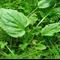 Trpotec – neverjetna rastlina, ki celi rane, odpravlja kašelj in ureja prebavo