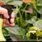 Sezona vrtnarjenja: 5 naravnih "pesticidov" za uničevanje škodljivcev